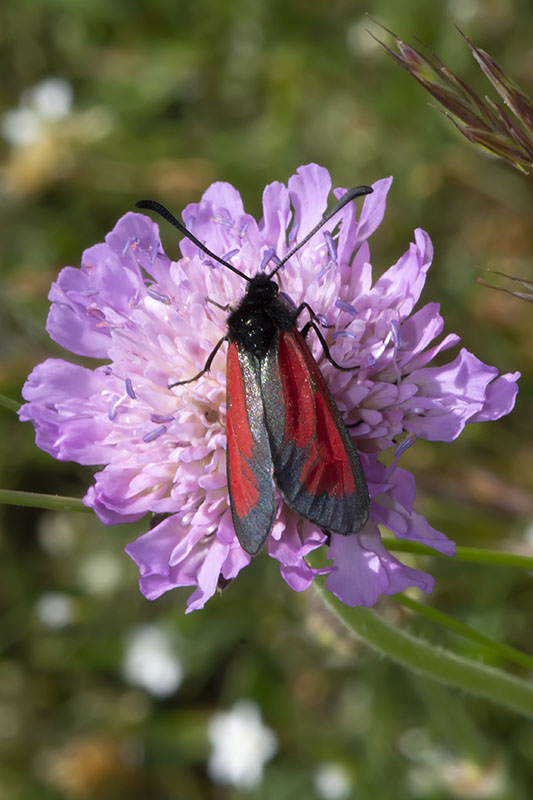 Specie di Zygaena di fine maggio - inizio luglio